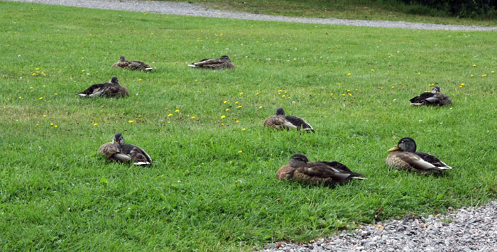 ducks resting on grass